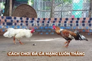 Cách Chơi Đá Gà Sabong Tại Jun88 Chinh Phục Đấu Trường Filipino