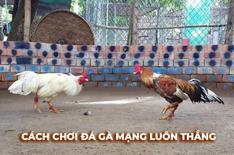 Cách Chơi Đá Gà Sabong Tại Jun88 Chinh Phục Đấu Trường Filipino