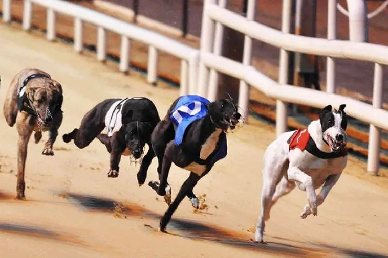 Bí Quyết Soi Kèo Đua Chó Tại Jun88 Luôn Thắng Từ Chuyên Gia