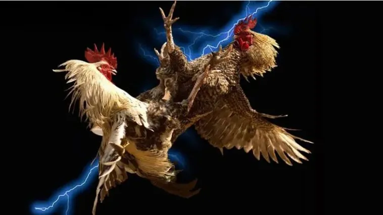 Đá Gà Jun88 Cháy Hết Mình Cùng Đam Mê Kê Thủ Bất Diệt